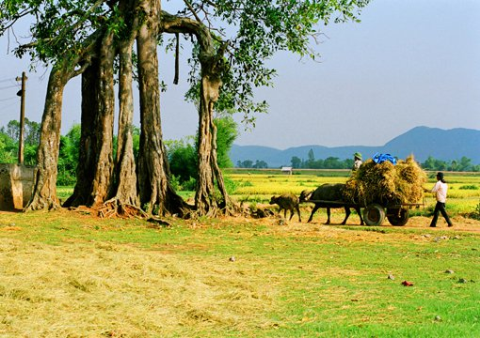 Xứ Nghệ quanh quanh